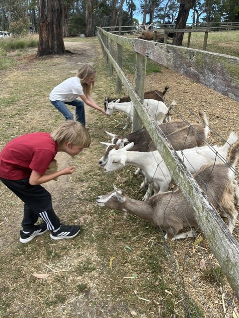 goats