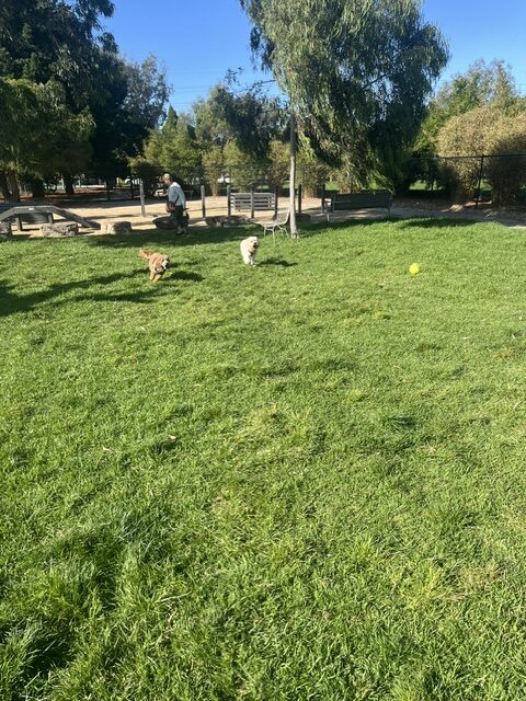 sandhi running